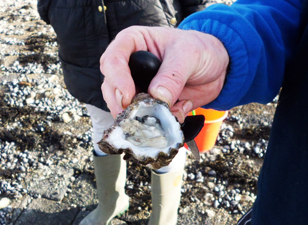 Verse oester uit het vuistje_bewerkt-1 kopie